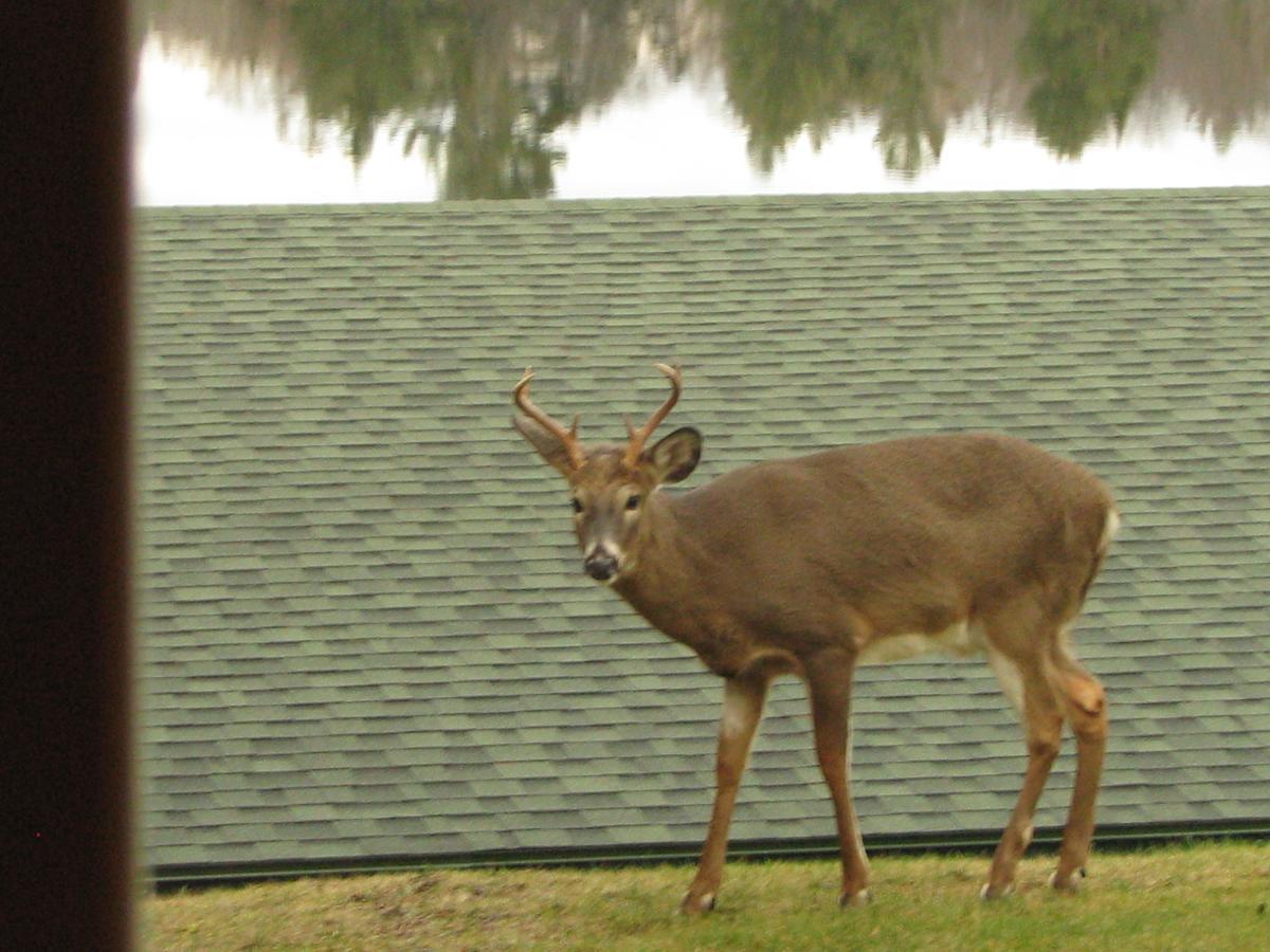 Pine Knoll Hotel Lakeside Lodge & Cabin Old Forge Zewnętrze zdjęcie